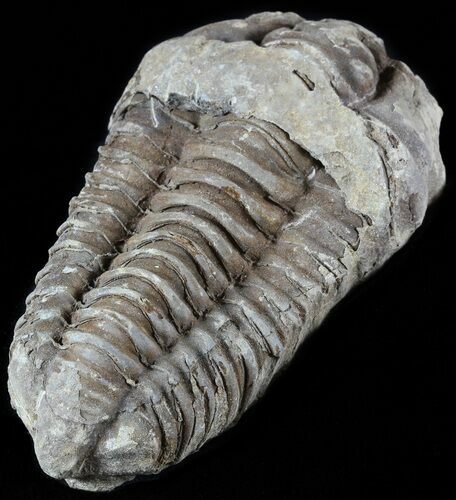 Calymene Trilobite From Morocco - Large Size #49622